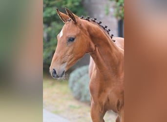 Zangersheide, Merrie, Veulen (05/2025), Roodbruin