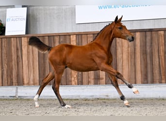 Zangersheide, Merrie, Veulen (05/2025), Roodbruin
