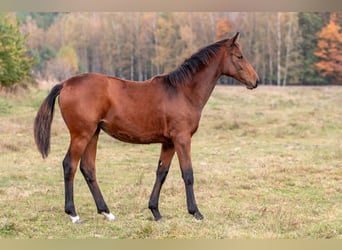 Zangersheide, Merrie, veulen (03/2024), Roodbruin