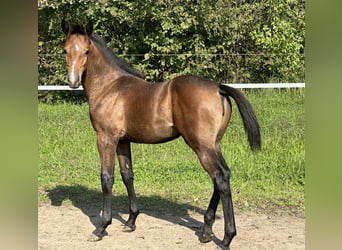 Zangersheide, Merrie, veulen (05/2024), Schimmel