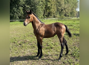 Zangersheide, Merrie, veulen (05/2024), Schimmel