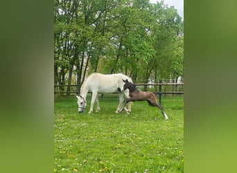 Zangersheide Mix, Merrie, Veulen (04/2025), Schimmel