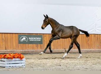 Zangersheide, Merrie, Veulen (04/2025)