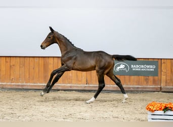 Zangersheide, Merrie, Veulen (04/2025)