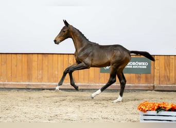 Zangersheide, Merrie, Veulen (04/2025)