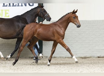 Zangersheide, Merrie, Veulen (03/2025)