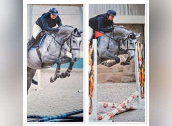 Zangersheide, Merrie, Veulen (03/2026)