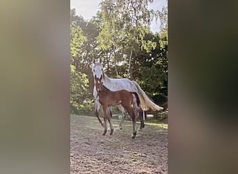 Zangersheide, Merrie, Veulen (03/2026)