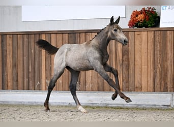 Zangersheide, Merrie, Veulen (06/2025)