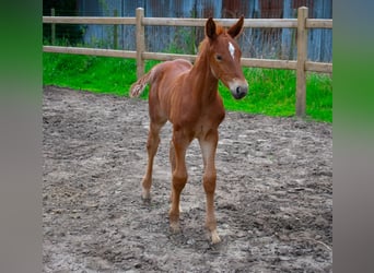 Zangersheide, Merrie, veulen (07/2024), Vos