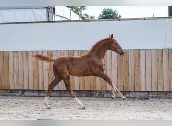 Zangersheide, Merrie, Veulen (05/2026), Vos