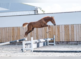 Zangersheide, Merrie, Veulen (05/2026), Vos