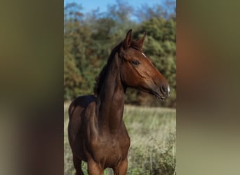 Zangersheide Mix, Merrie, Veulen (04/2026), Zwartbruin