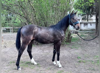 Zangersheide, Ogier, 1 Rok, 170 cm, Ciemnogniada
