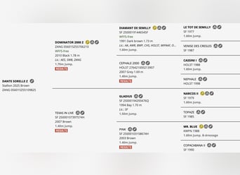 Zangersheide, Ogier, 1 Rok, 170 cm, Gniada