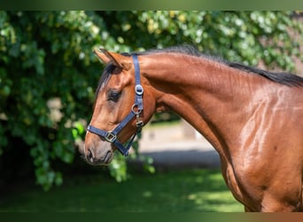 Zangersheide, Ogier, 2 lat, 152 cm, Gniada