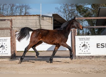 Zangersheide, Ogier, 2 lat, 158 cm
