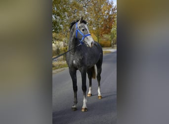 Zangersheide, Ogier, 2 lat, 165 cm, Siwa jabłkowita