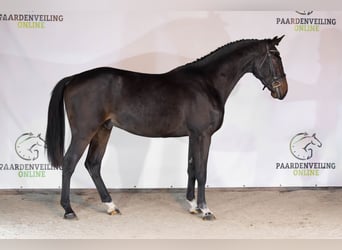 Zangersheide, Ogier, 2 lat, 166 cm, Ciemnogniada