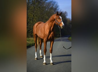 Zangersheide, Ogier, 2 lat, 167 cm, Kasztanowata