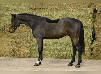 Zangersheide, Ogier, 2 lat, 170 cm, Ciemnogniada