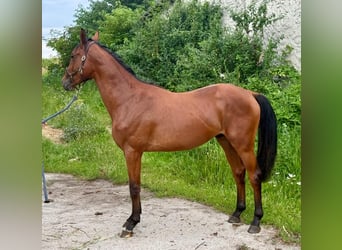 Zangersheide, Ogier, 2 lat, 170 cm, Gniada