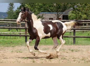 Zangersheide, Ogier, 2 lat, 170 cm, Tobiano wszelkich maści