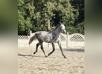 Zangersheide, Ogier, 2 lat, 173 cm, Siwa