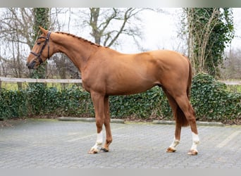 Zangersheide, Ogier, 3 lat, 161 cm