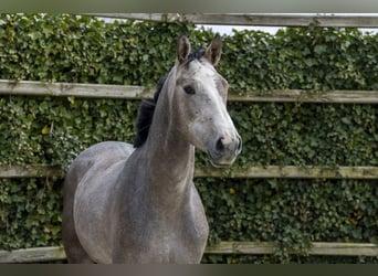 Zangersheide, Ogier, 3 lat, 161 cm, Siwa