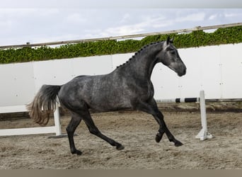 Zangersheide, Ogier, 3 lat, 162 cm, Siwa