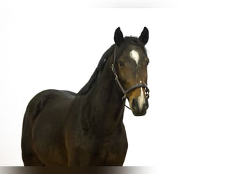 Zangersheide, Ogier, 3 lat, 163 cm, Ciemnogniada