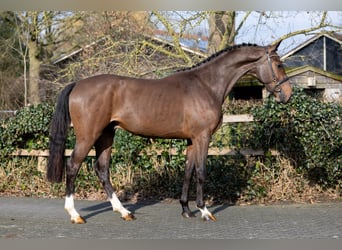 Zangersheide, Ogier, 3 lat, 163 cm