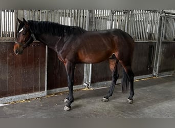 Zangersheide, Ogier, 3 lat, 164 cm, Gniada