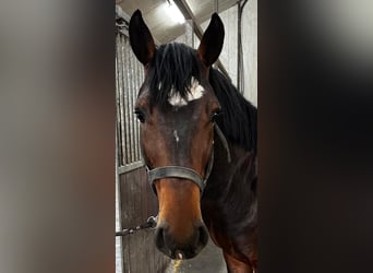 Zangersheide, Ogier, 3 lat, 164 cm, Gniada