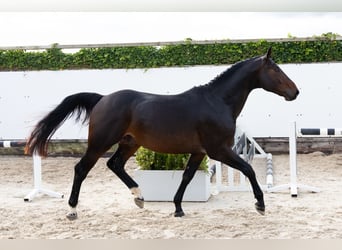 Zangersheide, Ogier, 3 lat, 165 cm, Ciemnogniada