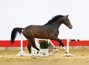 Zangersheide, Ogier, 3 lat, 166 cm, Gniada