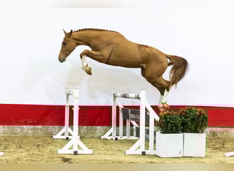 Zangersheide, Ogier, 3 lat, 166 cm