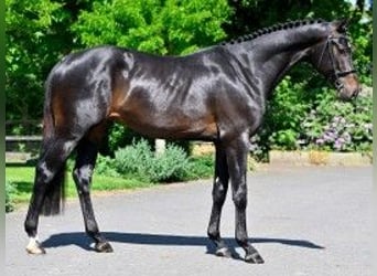Zangersheide, Ogier, 3 lat, 167 cm, Kara