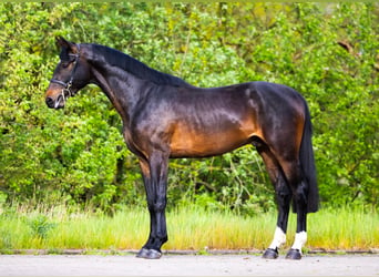 Zangersheide, Ogier, 3 lat, 168 cm, Ciemnogniada