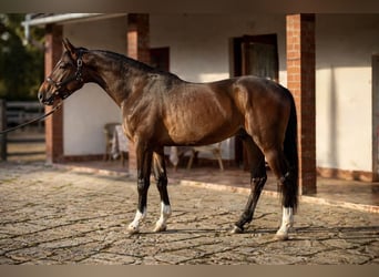 Zangersheide, Ogier, 3 lat, 169 cm, Ciemnogniada