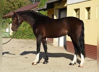 Zangersheide, Ogier, 3 lat, 170 cm, Ciemnogniada
