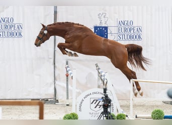 Zangersheide, Ogier, 3 lat, 170 cm, Kasztanowata