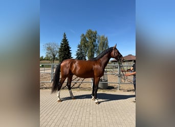 Zangersheide, Ogier, 3 lat, 175 cm, Gniada