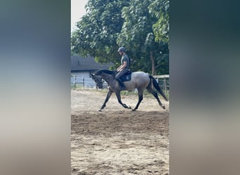 Zangersheide, Ogier, 3 lat, 180 cm, Siwa