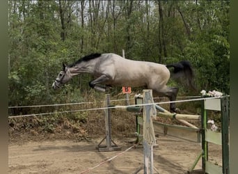 Zangersheide, Ogier, 3 lat, 180 cm, Siwa