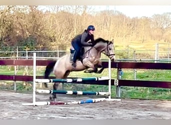 Zangersheide, Ogier, 4 lat, 152 cm, Jelenia