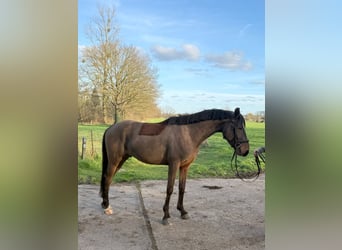 Zangersheide, Ogier, 4 lat, 153 cm, Gniada