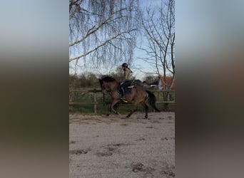 Zangersheide, Ogier, 4 lat, 154 cm, Gniada