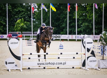 Zangersheide, Ogier, 4 lat, 167 cm, Ciemnogniada